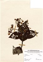 藏品(高山藤繡球)的圖片